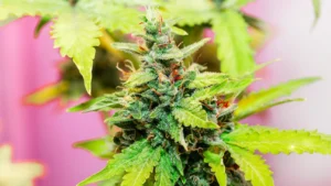 THC-A Flower: The Next Big Thing in Hemp?