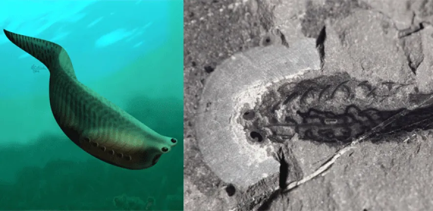 How a Bent Gill Arch Gave the Ocean Its First Predators